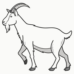 White goat with grey horns and hooves walking animal mammal