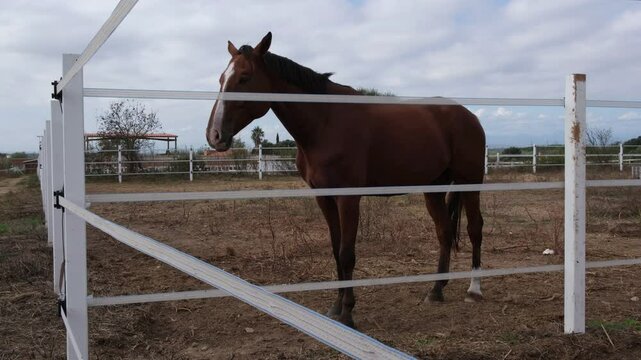 Beautiful brown horse staying in paddock or corral farm. Bay or Reddish-brown horse resting in stable, Purebred horses with black mane