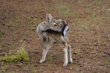Fallow deer (Dama dama) fawn. Cervidae family. Machico Madeira, Portugal.

