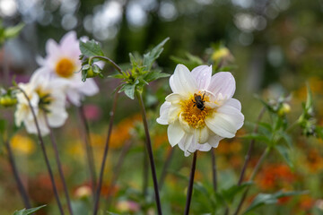 Close up of dahlia flower and bumblebee in garden