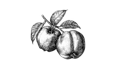 Vintage ink drawing, hand-drawn tropical decor, black sketch engraving of velvet apple, mabolo fruit botanical art, retro style print, exotic fruit illustration, nature line art, antique fruit sketch,