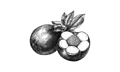 Old engraving style black ink drawing of mangosteen, vintage tropical fruit illustration, exotic botanical sketch, retro kitchen art, trendy fruit wall decor, classic food drawing