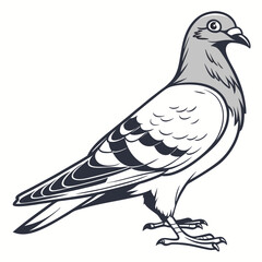 Pigeon standing grey and white bird with dark outlines vector