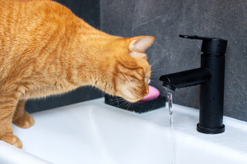 A domestic cat is happily drinking fresh water from a black faucet