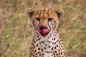 Bloody Cheetah after a hunt photographed during an African Safari
