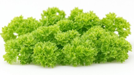 Fototapeta premium Fresh parsley sprigs clustered together