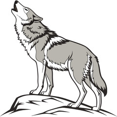 Gray wolf howling on rock white black