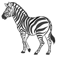 Striped equine standing on white background zebra animal