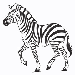 Striped zebra walking on white background animal wildlife