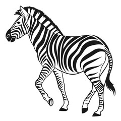 Black and white zebra walking animal wildlife