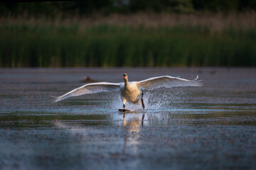 White Swan Landing on a Calm Lake with Fully Spread Wings â€“ Graceful Moment in Nature