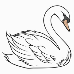 Elegant white swan with black outline and beige beak bird waterfowl