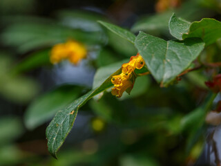 Honeysuckle ( Latin- Lonicera involucrata ) is a shrub, a species of the genus Honeysuckle ( Lonicera ) of the Caprifoliaceae family