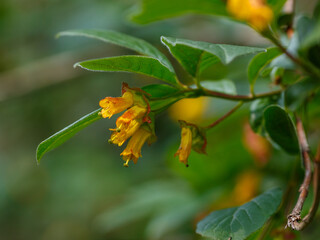 Honeysuckle ( Latin- Lonicera involucrata ) is a shrub, a species of the genus Honeysuckle ( Lonicera ) of the Caprifoliaceae family