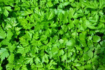 Close-up of a Lush Field of Bright Green Parsley Plants