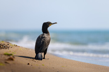 Cormorant on Sandy Beach by the Sea â€“ Wildlife Bird Close-Up on Coastal Shoreline