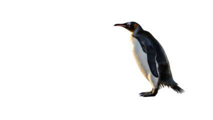 King penguin wildlife photography antarctica birds nature animal cute standing black background isolated 100
