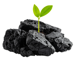 Young Green Plant Sprouting from Jagged Black Volcanic Rock – Isolated PNG