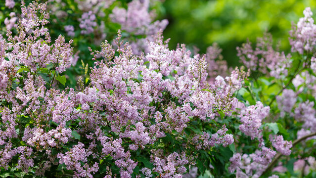 Hungarian lilac ( lat. Syringa josikaea ) is a shrubby plant, a species of the genus Lilac ( Syringa ) of the Olive family ( Oleaceae )