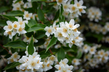 Philadelphus coronarius (sweet mock orange, English dogwood). White garden Jasmine flowers. Spring blossom background. 