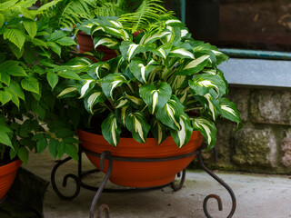 Hosta growing in a container or garden pot