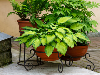 Hosta growing in a container or garden pot