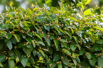 Cotoneaster lucidus, the shiny cotoneaster, or hedge cotoneaster