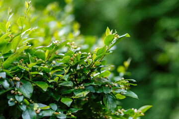 Cotoneaster lucidus, the shiny cotoneaster, or hedge cotoneaster