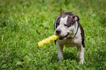 A dog of the American Staffordshire Terrier breed in close-up on a green meadow. The dog American Staffordshire Terrier is playing in the park.