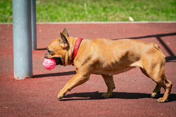 A French bulldog walking  in a summer park. Close-up.