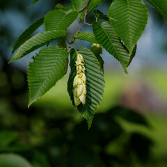 Carpinus cordata Blume blossom in spring season