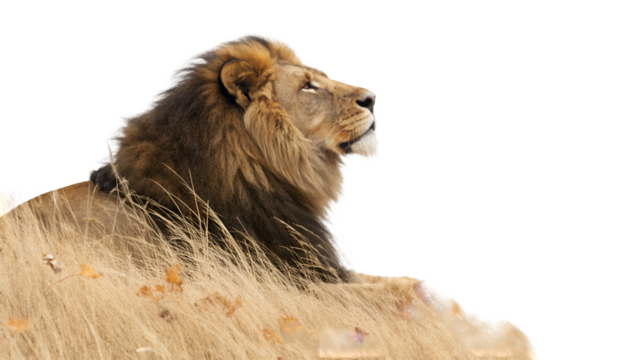 Lion wildlife animal africa wildcat feline predator mammal safari nature bigcat carnivore savanna resting
