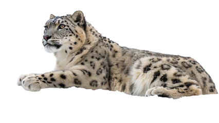 Fototapeta premium Snow leopard lying down isolated on black background wildlife animal feline predator wild cat stock photo