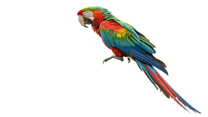 Fototapeta premium Isolated macaw parrot colorful bird exotic wildlife tropical nature avian species ornithology photography