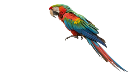 Isolated macaw parrot colorful bird exotic wildlife tropical nature avian species ornithology photography