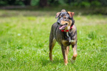 Funny mixed breed dog playing on the field while walking in the park