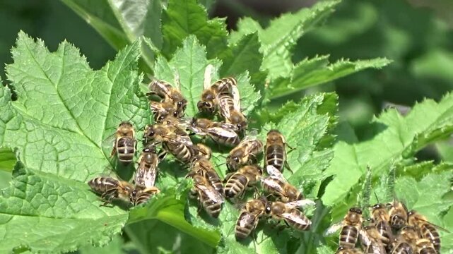 Honey bees at the echinops leaves (Globe thistle)