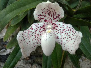 Beautiful White Wild Orchid Paphiopedilum Bellatulum (Paphiopedilum Godefroyae) Growing Naturally...