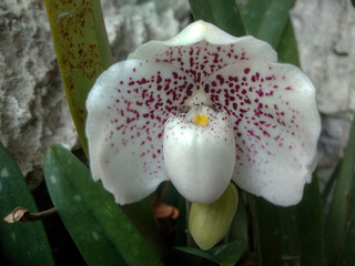 Beautiful White Wild Orchid Paphiopedilum Bellatulum (Paphiopedilum Godefroyae) Growing Naturally...