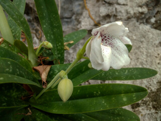 Obraz premium Beautiful White Wild Orchid Paphiopedilum Bellatulum (Paphiopedilum Godefroyae) Growing Naturally in the Wild