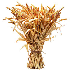 Bunch of dried corn stalks with ears of corn isolated on transparent background