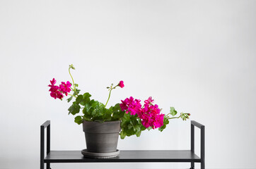 houseplants on black shelf on background white wall