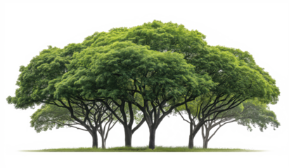 Clean transparent background with multiple trees and focused lighting, excellent for app UI elements and environmental marketing materials. 