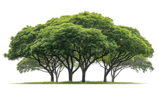 Clean transparent background with multiple trees and focused lighting, excellent for app UI elements and environmental marketing materials. 