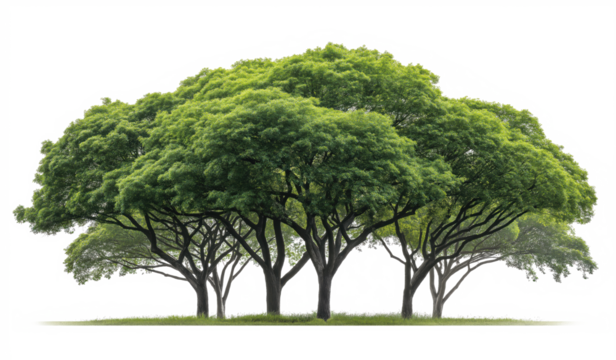 Clean transparent background with multiple trees and focused lighting, excellent for app UI elements and environmental marketing materials. 