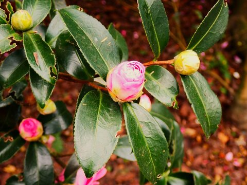 Camellia japonica in Oshima, Tokyo, Japan