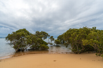 Sandy beach with mangroves, under a beautiful overcast sky. Coochiemudlo Island, Queensland,...