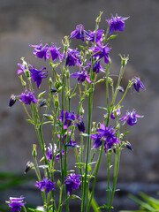 Aquilegia ( Latin- Aquilegia ) is a genus of herbaceous perennial plants of the Buttercup family ( Ranunculaceae )