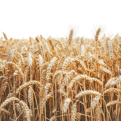Golden wheat stalks swaying gently field grain