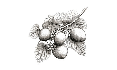 Tropical fruit engraving vintage style, sea grape botanical cluster, hand-drawn black sketch, retro decor art, old engraving technique, trendy natural food illustration